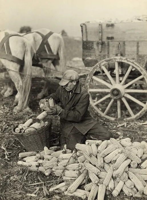 Framed Print : Farmer collecting husked corn to load into a horse drawn wagon in Washington County, Maryland