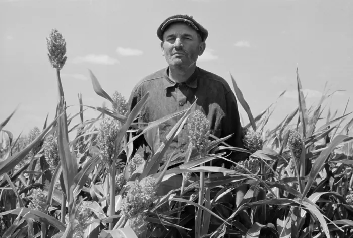 Framed Print : A farmer stands in his Sorghum field near Syracuse, Kansas. August, 1939