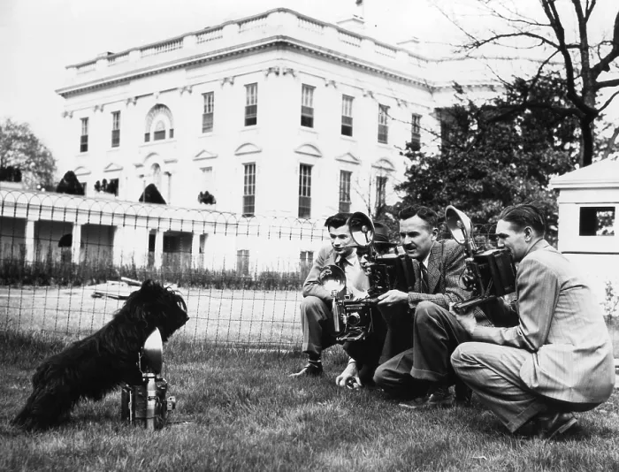 Framed Print : FDR's dog, Fala, photographing the photographers at the White House. Apr. 7, 1942. (BSLOC_2013_6_46)