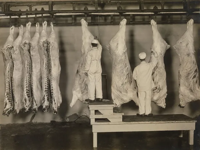 Framed Print : Federal meat inspectors examine animal carcasses in 1910. The Pure Food and Drug Act of 1906 provided for Federal inspection of meat in a Progressive Era reform