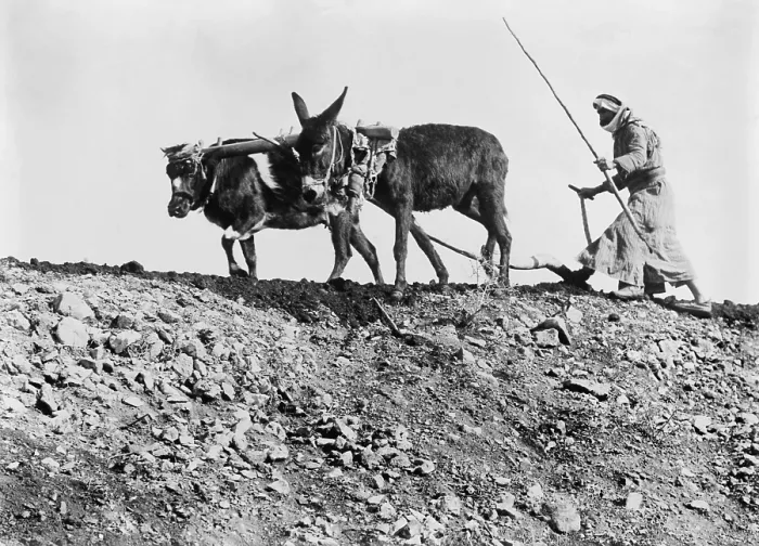 Framed Print : Fellah is the Arabic word for ploughman. In Palestine under the Ottoman Empire, most Arab farmers owned small farms or were tenants of large landowners