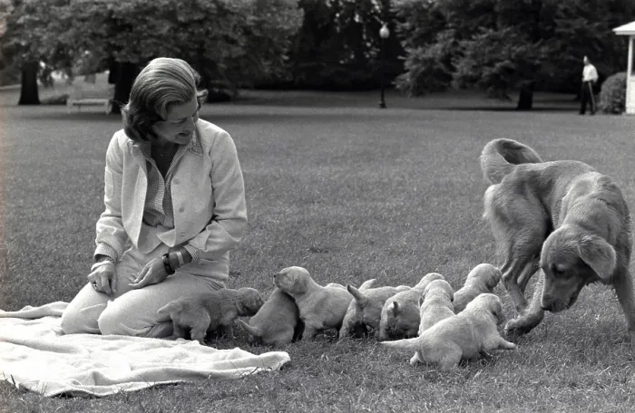 Framed Print : First Lady Betty Ford and the family's pet golden retriever, Liberty, watch over her eight puppies on the South Lawn of the White House. October 5, 1975 Framed Print : First Lady Betty Ford and the family's pet golden retriever, Liberty, watch over her eight puppies on the South Lawn of the White House. October 5, 1975