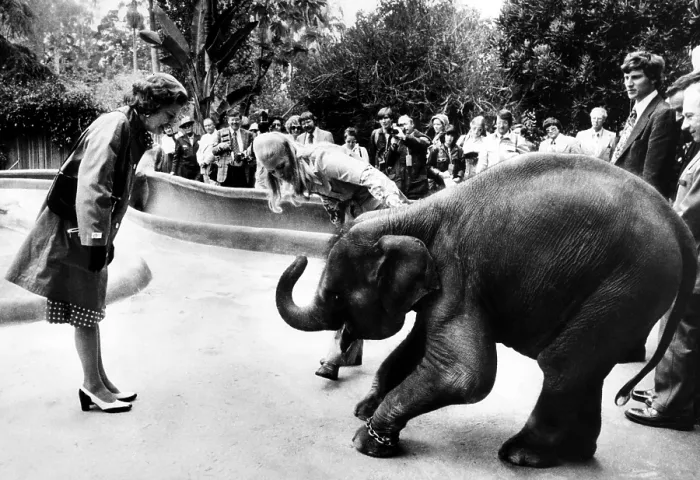 Framed Print : First Lady Betty Ford at the San Deigo Zoo, San Diego, California, June 17, 1975. Courtesy: CSU Archives / Everett Collection Framed Print : First Lady Betty Ford at the San Deigo Zoo, San Diego, California, June 17, 1975. Courtesy: CSU Archives / Everett Collection
