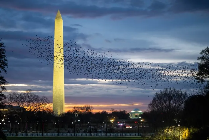 Framed Print : Flocks of birds take off from the White House South Lawn as Marine One departs at sunrise, Dec. 17, 2021 Framed Print : Flocks of birds take off from the White House South Lawn as Marine One departs at sunrise, Dec. 17, 2021