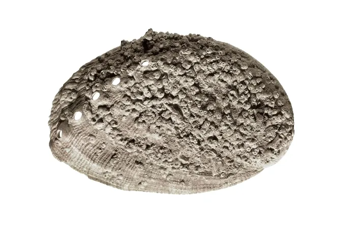 Framed Print : Fossils. Shell. Mesolithic art. SPAIN. Barcelona. Archaeology Museum of Catalonia. Proc: SPAIN. ASTURIAS. Quintana. Posada. La Riera Cave. AISA / Everett Collection**US SALES ONLY** Framed Print : Fossils. Shell. Mesolithic art. SPAIN. Barcelona. Archaeology Museum of Catalonia. Proc: SPAIN. ASTURIAS. Quintana. Posada. La Riera Cave. AISA / Everett Collection**US SALES ONLY**