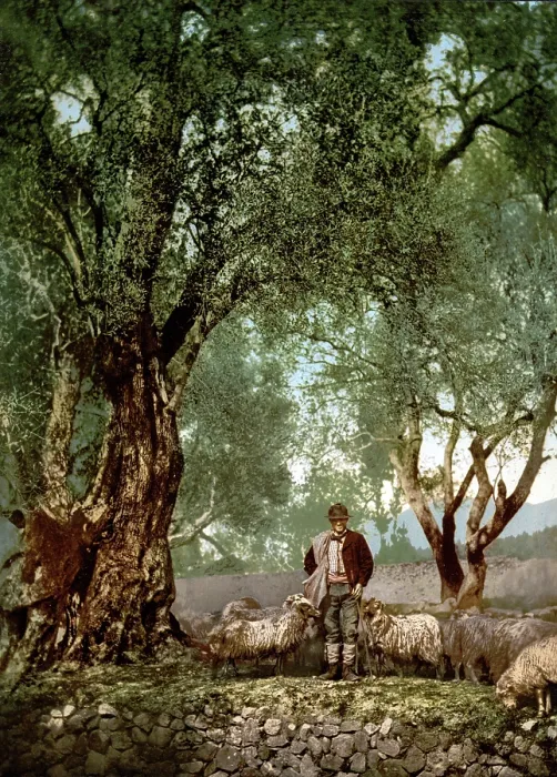 Framed Print : France, Shephard with a flock of sheep in an olive grove, Mentone, Riveria. Photochrom circa 1890