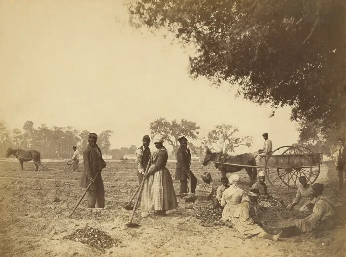 Framed Print : Freed slaves planting sweet potatoes at the Hopkinson plantation on Edisto Island, South Carolina, 1862