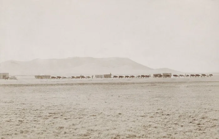 Framed Print : A freight wagon train travels across flat Texas land with mountains in the distance, 1886 Framed Print : A freight wagon train travels across flat Texas land with mountains in the distance, 1886