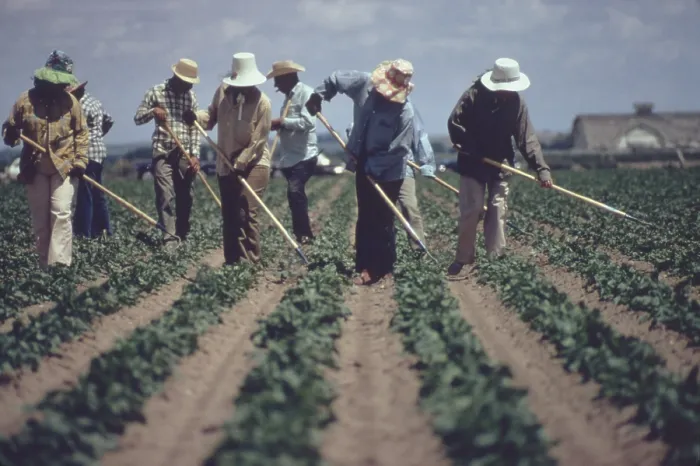 Framed Print : Gang of farm workers weeding sugar beets by hand with hoes. The men and woman wear hats and long sleeves to as protection against day long exposure to the sun. Ca. 1973-75 Framed Print : Gang of farm workers weeding sugar beets by hand with hoes. The men and woman wear hats and long sleeves to as protection against day long exposure to the sun. Ca. 1973-75