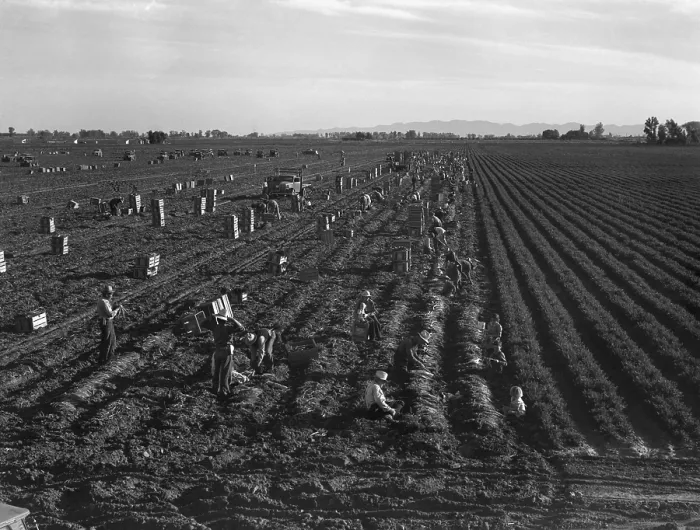 Framed Print : Gang labor of Mexicans and white Americans on a large carrot truck farm in California's Imperial Valley Framed Print : Gang labor of Mexicans and white Americans on a large carrot truck farm in California's Imperial Valley