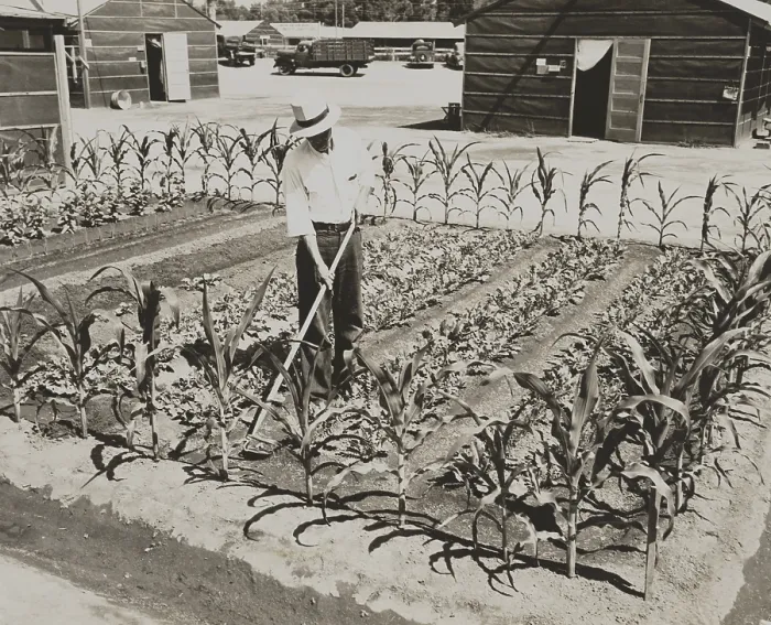 Framed Print : Garden at the Fresno Assembly Center, a detention center for Japanese-Americans in 1942 Framed Print : Garden at the Fresno Assembly Center, a detention center for Japanese-Americans in 1942