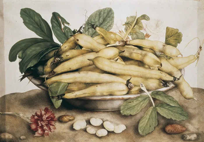 Framed Print : GARZONI, Giovanna (1600-1670). Still Life with Broad Bean. 17th c. Baroque art. Oil on canvas. ITALY. Florence. Pitti Palace Framed Print : GARZONI, Giovanna (1600-1670). Still Life with Broad Bean. 17th c. Baroque art. Oil on canvas. ITALY. Florence. Pitti Palace