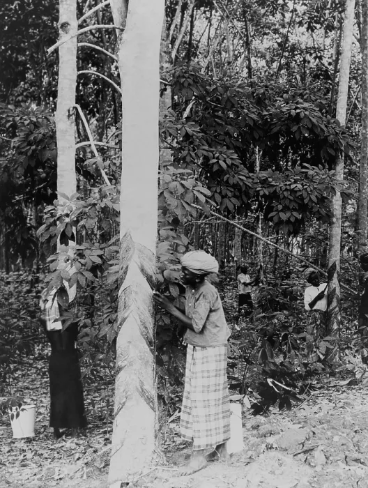 Framed Print : Gathering rubber sap. The rubber plants responds to cutting with a protective secretion of latex, which hardens into gum rubber. Java, Indonesia, ca. 1910 Framed Print : Gathering rubber sap. The rubber plants responds to cutting with a protective secretion of latex, which hardens into gum rubber. Java, Indonesia, ca. 1910
