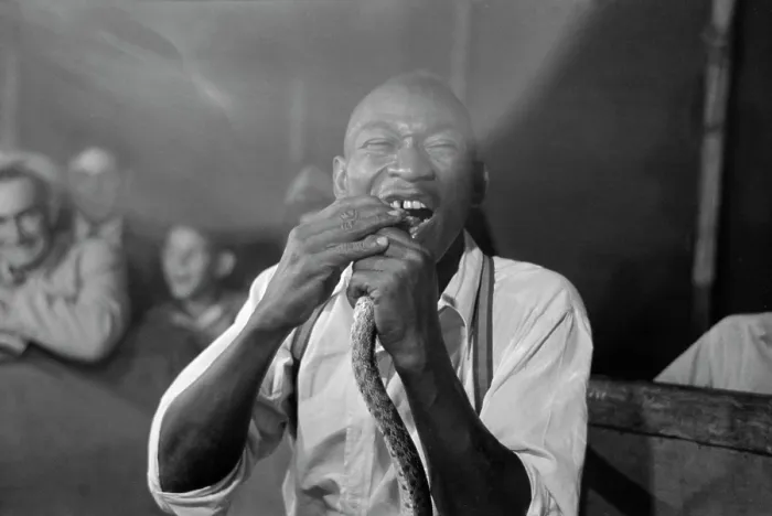 Framed Print : Geek biting the head of a snake at a sideshow, Louisiana State Fair, 1938