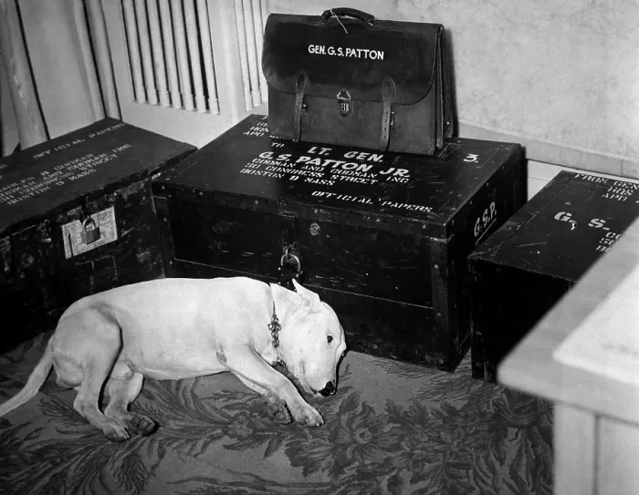 Framed Print : General Georg Patton's pet bull terrier Willie, lying beside his dead master's trunks. Patton was fatally injured in an auto accident on Dec Framed Print : General Georg Patton's pet bull terrier Willie, lying beside his dead master's trunks. Patton was fatally injured in an auto accident on Dec