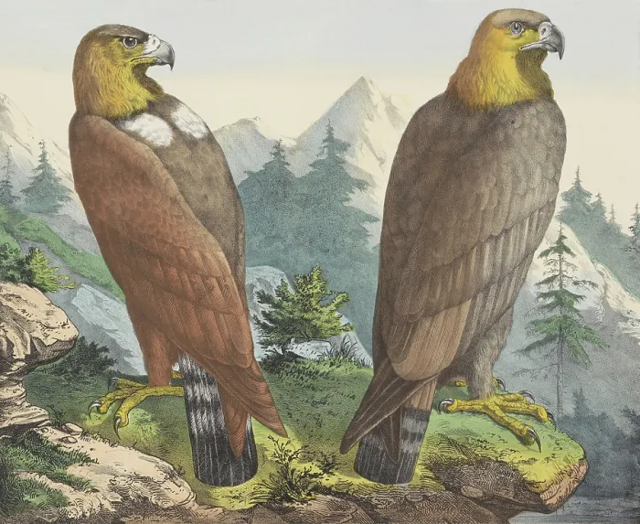 Framed Print : Golden Eagle, by Jos. Scholz, c. 1830-80, Dutch print, lithograph. Two golden eagles in a mountain landscape. (BSLOC_2016_1_249)