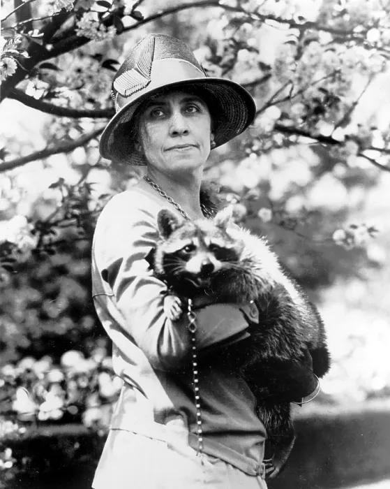 Framed Print : Grace Coolidge (1879-1957), First Lady 1923-1929; original caption: Mrs. Coolidge holding her pet raccoon, Rebecca, circa 1921-1923 Framed Print : Grace Coolidge (1879-1957), First Lady 1923-1929; original caption: Mrs. Coolidge holding her pet raccoon, Rebecca, circa 1921-1923