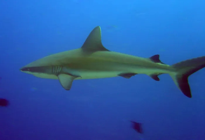 Framed Print : Gray reef shark, near Palau Framed Print : Gray reef shark, near Palau