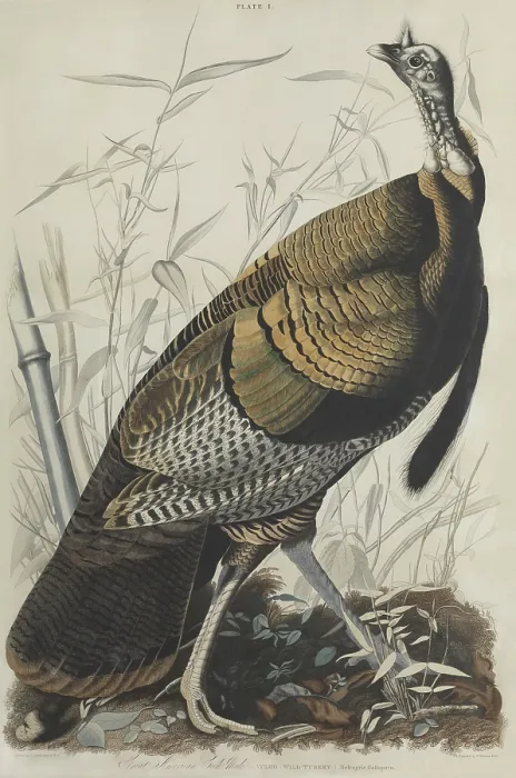 Framed Print : Great American Wild Turkey Cock Male, was Plate 1 in Birds of American, published as a series between 1827 and 1838, in Edinburgh and London Framed Print : Great American Wild Turkey Cock Male, was Plate 1 in Birds of American, published as a series between 1827 and 1838, in Edinburgh and London