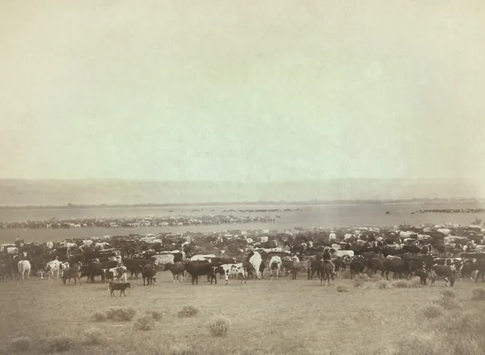 Framed Print : Great heads of cattle replaced the Buffalo on the grasslands of South Dakota in the 1880s. Gen Framed Print : Great heads of cattle replaced the Buffalo on the grasslands of South Dakota in the 1880s. Gen