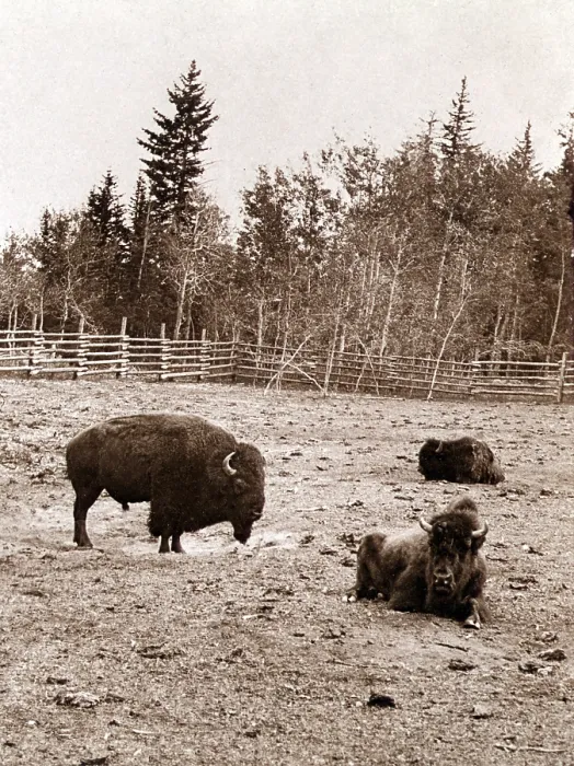 Framed Print : Group of Buffalo, Dott Island, Yellowstone Lake. albumen stereograph, by B.F. Hoyt, 1897