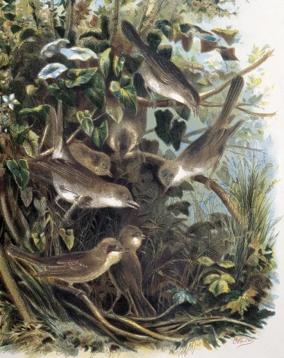 Framed Print : Group of Lesser Whitethroats. Engraving after a drawing by a F.Padro. Engraving. - J. Bedmar / Iberfoto / Everett Collection (159784)**US SALES ONLY** Framed Print : Group of Lesser Whitethroats. Engraving after a drawing by a F.Padro. Engraving. - J. Bedmar / Iberfoto / Everett Collection (159784)**US SALES ONLY**