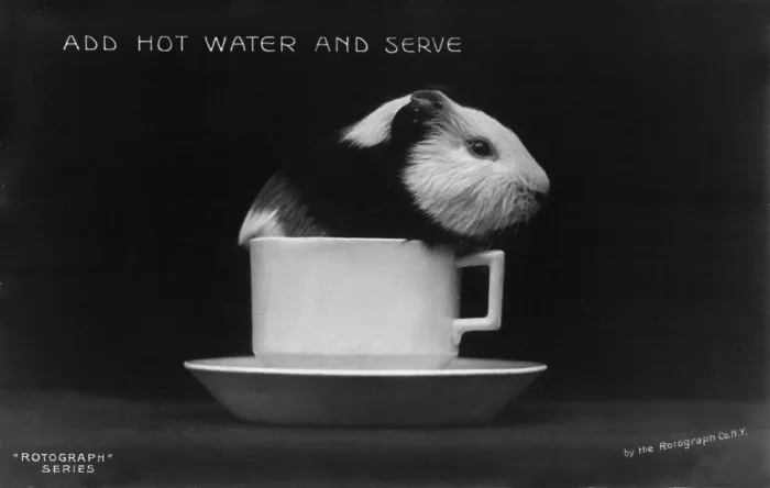 Framed Print : Guinea pig in a tea cup, original title: Add Hot Water and Serve, 1906