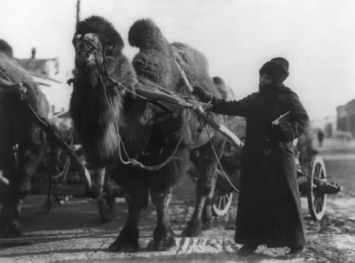 Framed Print : Harriet Chalmers Adams with camel pulling cart, Gobi Desert. From 1907 to 1935, she wrote twenty-one articles for the National Geographic Society illustrated with her photographs Framed Print : Harriet Chalmers Adams with camel pulling cart, Gobi Desert. From 1907 to 1935, she wrote twenty-one articles for the National Geographic Society illustrated with her photographs
