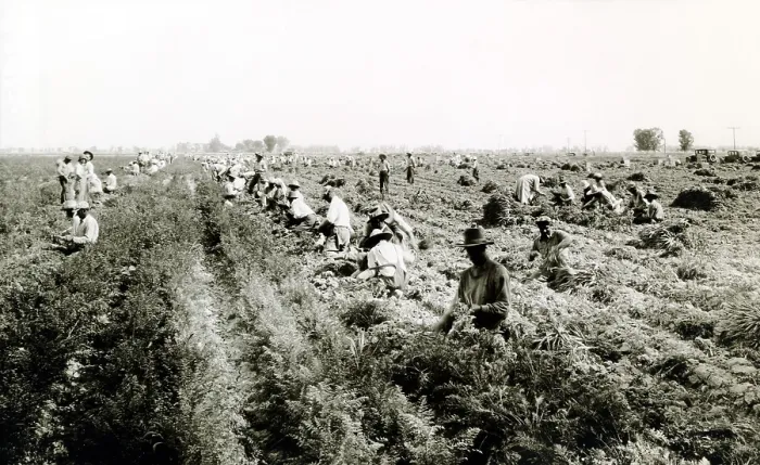 Framed Print : Harvesting carrots in El Centro, California. Many Dust Bowl drought refugees found jobs as farm workers in California. 1930s. (CSU_ALPHA_1739) CSU Archives / Everett Collection