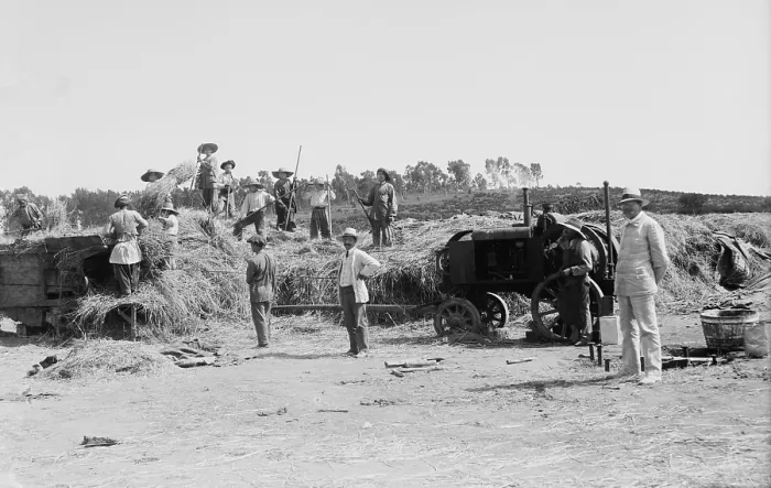 Framed Print : Harvesting grain on a Jewish communal agricultural settlement, a kibbutz, in Palestine. Ca. 1920-39