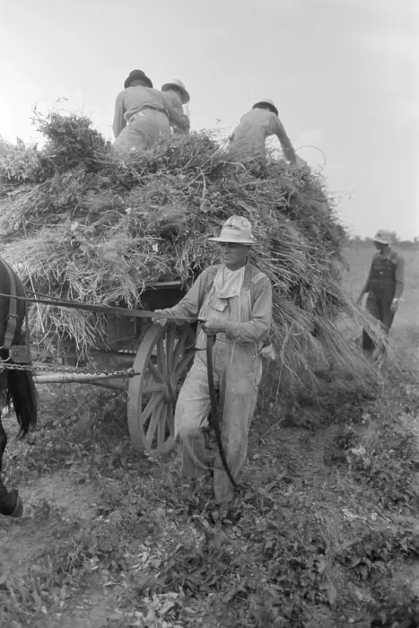 Framed Print : Harvesting soybean hay with a mule drawn wagon, Lake Dick, Arkansas, Sept. 1938. Several farmers work together, including the Lake Dick cooperative president, who drives the mule