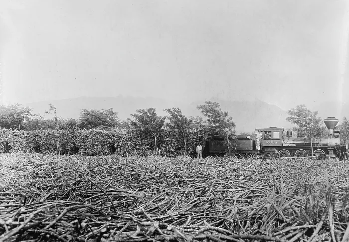 Framed Print : Hawaii. A field of harvested sugar cane on a plantation. A trainload of sugar cane in the the background. Hawaiian Islands, 1910's Framed Print : Hawaii. A field of harvested sugar cane on a plantation. A trainload of sugar cane in the the background. Hawaiian Islands, 1910's