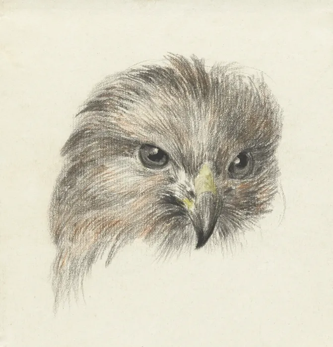 Framed Print : Head of a Raptor, by Jean Bernard, 1825, Dutch chalk and pencil drawing. (BSLOC_2016_1_276) Framed Print : Head of a Raptor, by Jean Bernard, 1825, Dutch chalk and pencil drawing. (BSLOC_2016_1_276)