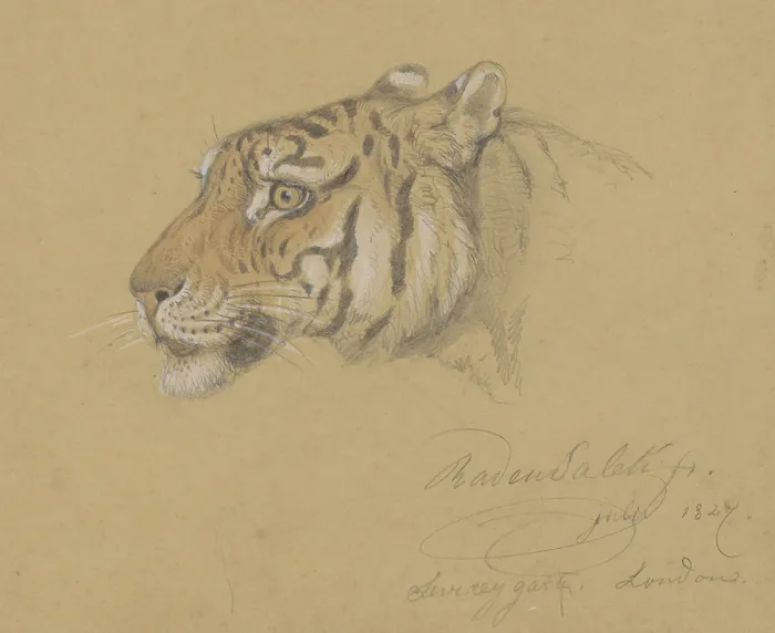 Framed Print : Head of a Tiger, by Raden Saleh, 1847, Indonesian water color painting. (BSLOC_2016_1_288)