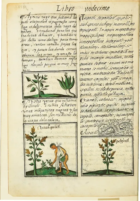 Framed Print : Historia General de las Cosas de Nueva Espaa Aztec Chronicles, by Unknown Artist, 1575 - 1577 about, 16th Century, - Italy, Tuscany, Florence, Medicean Laurentian Library. All
