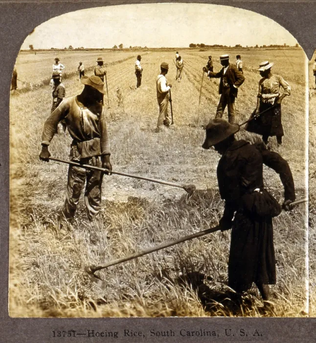 Framed Print : Hoeing rice. African American farm workers in a rice field. South Carolina, stereocard ca. 1904