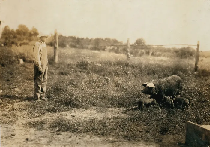 Framed Print : Homer Hunt tending pigs, Rockcastle County, Maretburg, Kentucky, photograph by Lewis Wickes Hine, August 14, 1916