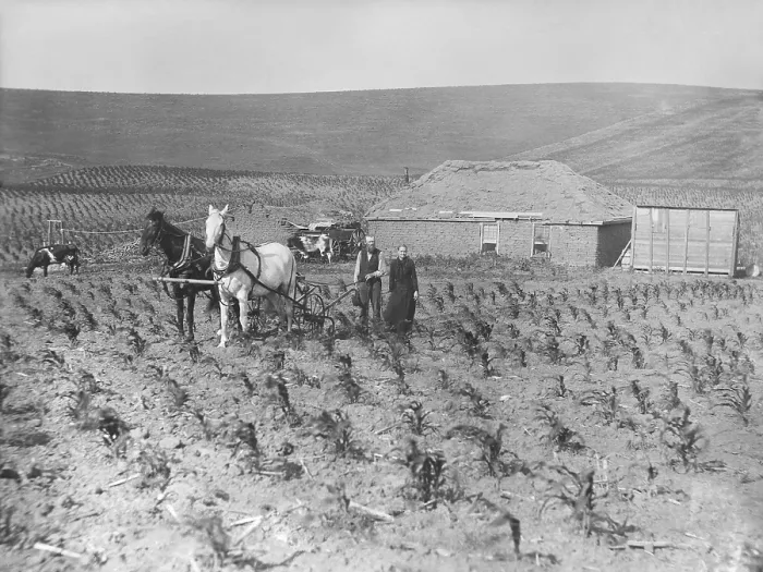 Framed Print : Homestead couple has planted corn right up to the front door of their sod house, 1888. The horses are pulling a cultivator to clear weeds growing between his corn rows Framed Print : Homestead couple has planted corn right up to the front door of their sod house, 1888. The horses are pulling a cultivator to clear weeds growing between his corn rows