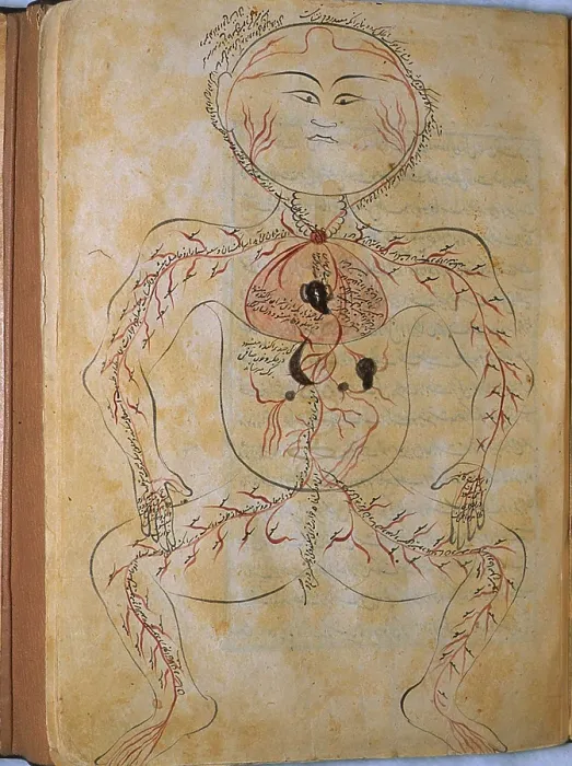 Framed Print : The human circulation system, from MANSUR'S ANATOMY, authored by the Persian scholar and physician, Mansur ibn Ilyas (ca. 1370-1423) Framed Print : The human circulation system, from MANSUR'S ANATOMY, authored by the Persian scholar and physician, Mansur ibn Ilyas (ca. 1370-1423)