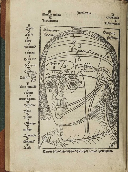 Framed Print : A human head indicating areas of the brain that correspond to the senses Framed Print : A human head indicating areas of the brain that correspond to the senses