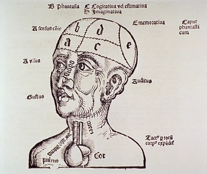 Framed Print : Human head and shoulders with heart and brain shown; some of the senses and their corresponding body parts, as well as particular sections of the brain, are identified