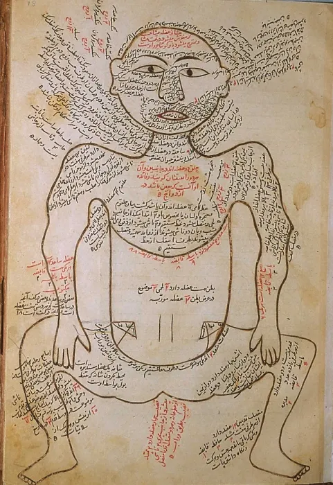 Framed Print : The human musculature, from MANSUR'S ANATOMY, authored by the Persian scholar and physician, Mansur ibn Ilyas (ca. 1370-1423)