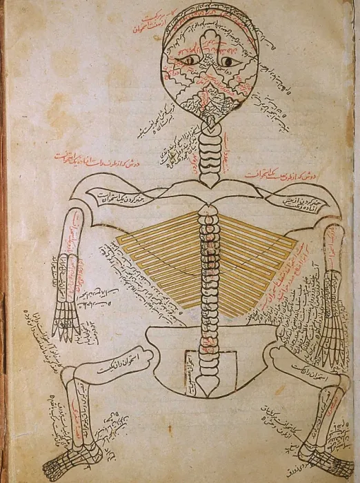 Framed Print : The human skeleton, from MANSUR'S ANATOMY, by the Persian scholar and physician, Mansur ibn Ilyas (ca. 1370-1423)