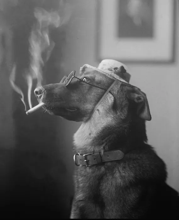 Framed Print : Humorous photo of a dog smoking a cigarette in 1923. Before the health hazards were known, cigarette smoking became widespread in the early 20th century