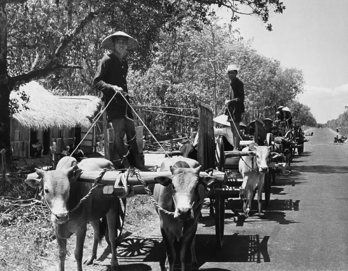 Framed Print : Internal South Vietnamese refugees. Vietnamese men driving ox carts moving their community from an isolated village to a more secure location in Binh Duong province. 1962