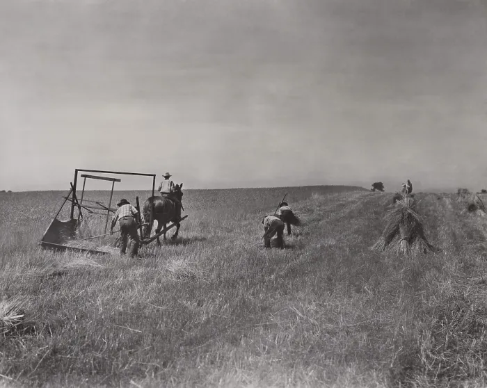 Framed Print : The International Harvester Company recreated this scene of farmers working with the 1831 McCormick horse-drawn reaper. Six men are at work Framed Print : The International Harvester Company recreated this scene of farmers working with the 1831 McCormick horse-drawn reaper. Six men are at work