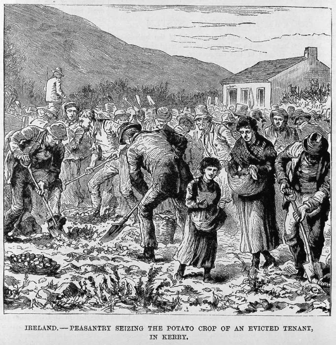 Framed Print : Irish Peasants seizing the potato crop of an evicted tenant, in Kerry during the 1880's