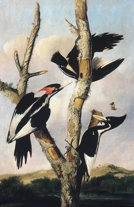 Framed Print : IVORY BILLED WOODPECKERS, by Joseph Bartholomew Kidd, 1830-31, American painting, oil on canvas