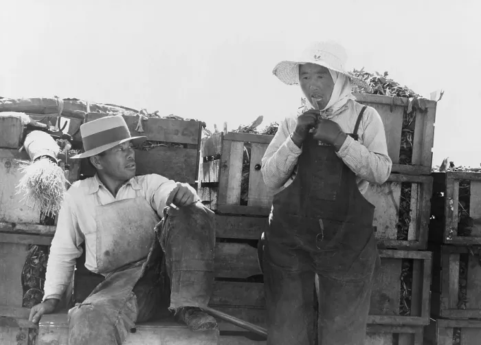 Framed Print : Japanese-Americans agricultural workers packing broccoli near Guadalupe, California. March 1937 photograph by Dorothea Lange