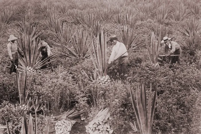 Framed Print : Japanese Americans on Sisal Plantation in Hawaii, ca. 1915